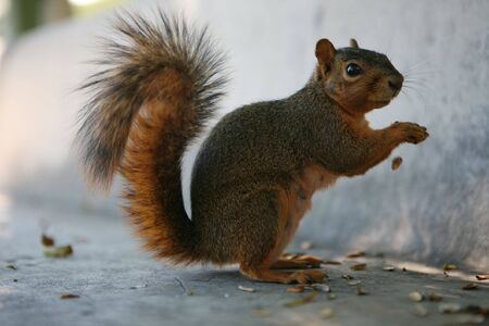 Squirrel