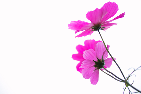 The white background of Ge Sanghuaの写真素材