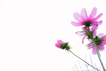 The white background of Ge Sanghuaの写真素材