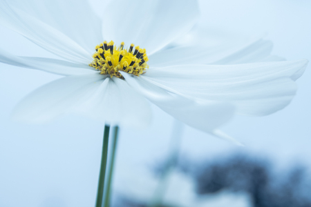 Close up to white flowerの写真素材