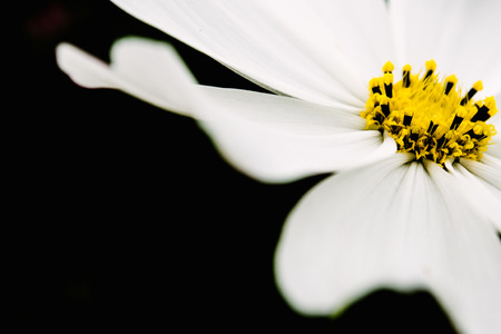 lose up to white flower on dark backgroundの写真素材
