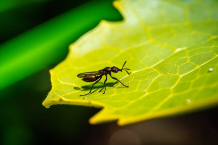 An ant sitting on a sunflowerl leaf, animals, insectsの素材