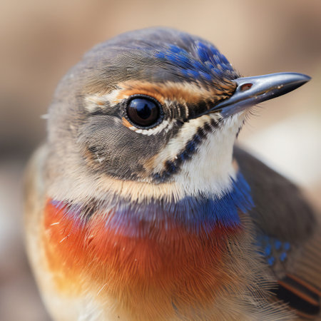 Bluethroat bird close up, creative digital illustration, animals, birdsの素材