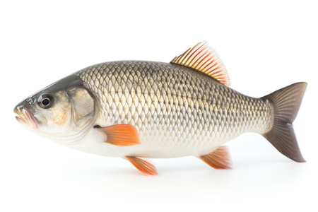 carp fish isolated on a white background. studio shot. horizontal photo.の素材