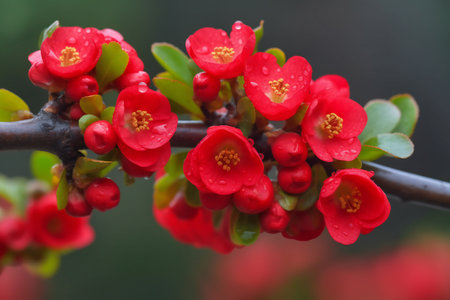 Chaenomeles japonica, Japanese quinceの素材