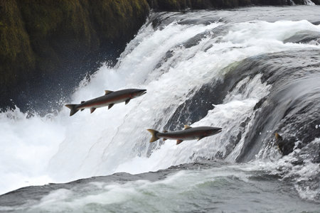 Rainbow trout jumping over a waterfall at Skaftafell, Icelandの素材