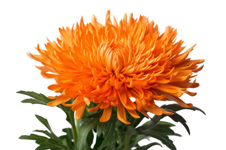 Orange chrysanthemum flower isolated on a white background.の素材