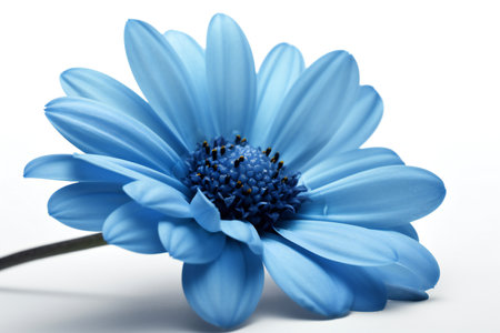 Blue daisy flower on white background, close-up, macroの素材