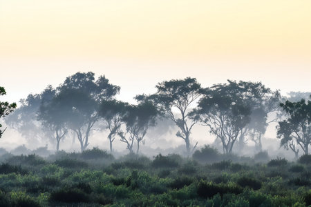 Foggy morning in the Australian bushland, Victoria, Australiaの素材