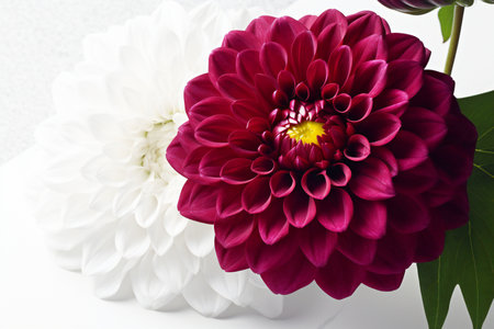 Beautiful dahlia flower on a white background. Close-up.の素材