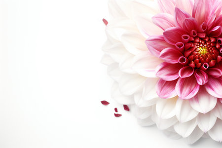 Beautiful dahlia flower on white background. Space for textの素材