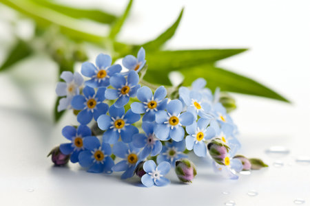 Forget-me-not flowers with water drops on white backgroundの素材
