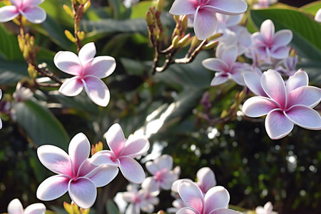 Plumeria flowers blooming in the garden, nature background.の素材