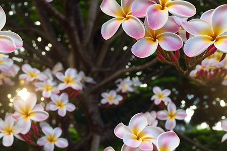 Plumeria flowers blooming on a tree in the garden.の素材