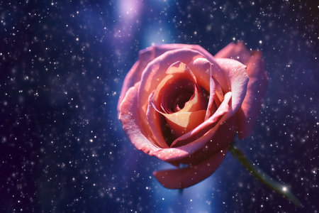 Beautiful pink rose on a dark blue background with stars and bokehの素材