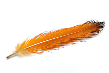feather on a white background, isolate, closeup of photoの素材