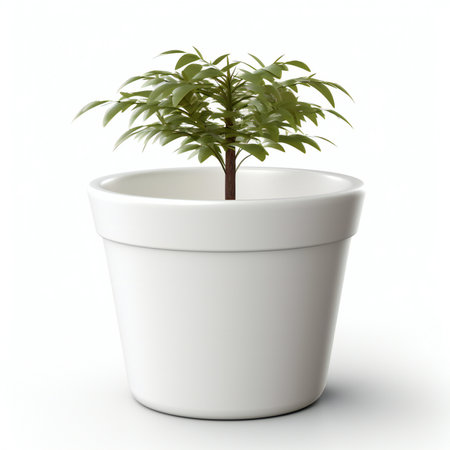 Plant in pot isolated on white background.の素材