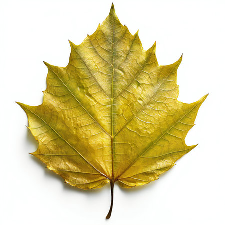Autumn maple leaf isolated on white background. Flat lay, top view.の素材