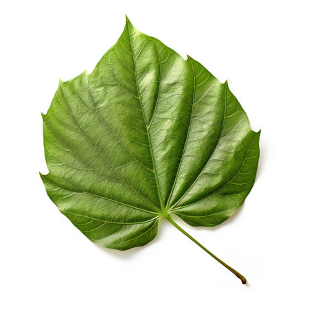 Green leaf isolated on white background. Flat lay, top view.の素材