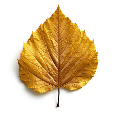 Autumnal golden leaf isolated on white backgroundの素材