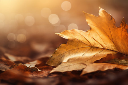 Autumn leaves on the ground with bokeh background, shallow depth of fieldの素材