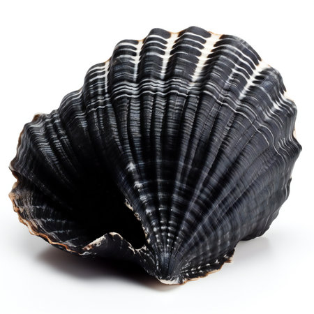 Black sea shell isolated on white background.の素材