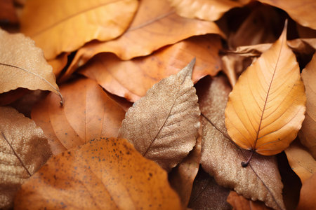 Autumn leaves background. Autumn leaves background. Autumn leaves background.の素材