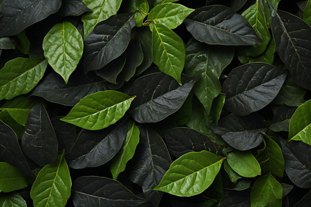 Green leaves background, top view. Flat lay. Nature concept.の素材