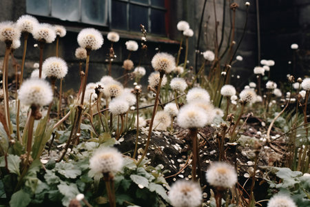 White fluffy dandelions on the background of an abandoned house.の素材