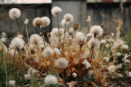 Dandelion flowers in the garden. Dandelions in the meadow.の素材