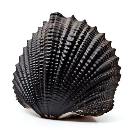 Black seashell isolated on white background.の素材