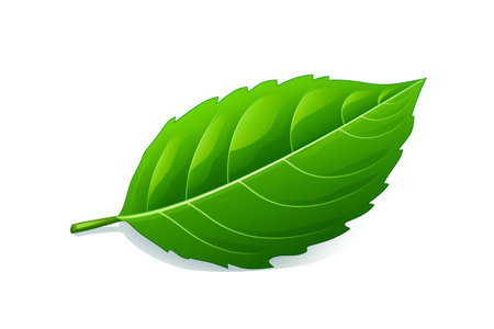 Green leaf isolated on white background.の素材