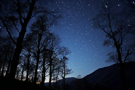 Night sky with stars and silhouette of trees in mountains. Long exposureの素材