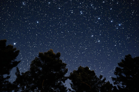 Night sky with stars and the silhouette of the pine tree. Long exposure.の素材