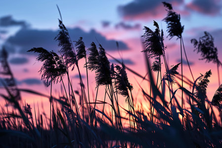 Beautiful sunset in the meadow with reeds. Nature backgroundの素材