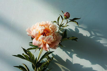 Peony flower on a light background. Flat lay, top view.の素材