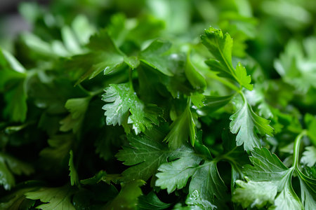 Parsley leaves close-up. Selective focus. Food background.の素材