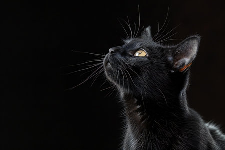 Portrait of a black cat on a black background. Studio shot.の素材