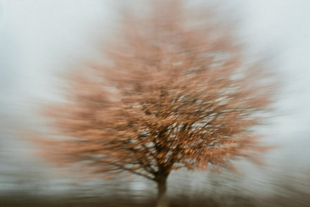 Blurred image of a tree in the rain. Abstract background.の素材