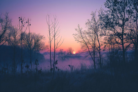 Beautiful foggy sunrise in the winter forest. Landscape.の素材