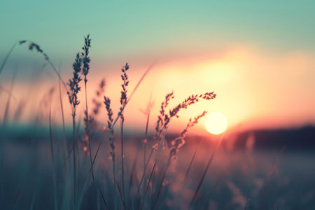 Silhouette of grass flower in sunset background - vintage filter effectの素材