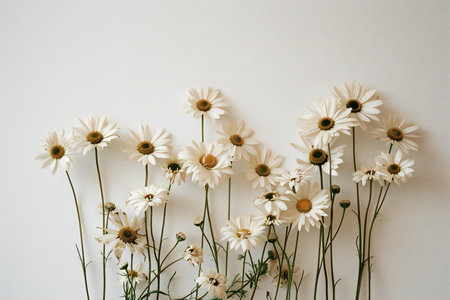White daisies on a white background. Chamomile bouquet.の素材