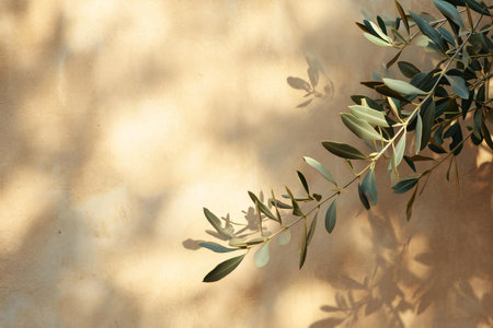 Olive tree branch with leaves and shadows on a beige wallの素材