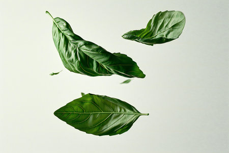 Leaves of basil isolated on white background,の素材