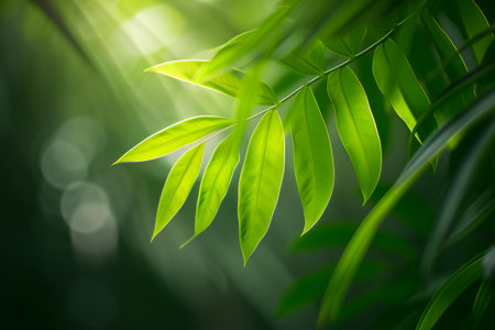 Close up of beautiful green leaf on blurred greenery background with sunlight.の素材