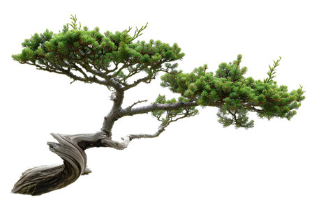 Bonsai tree isolated on white background,の素材