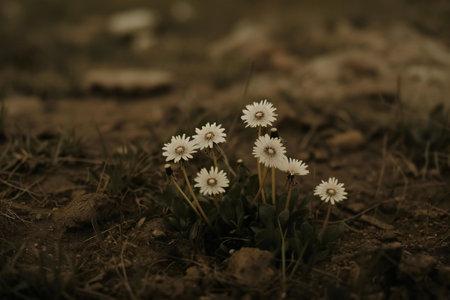 White daisies on the ground. Shallow depth of field.の素材