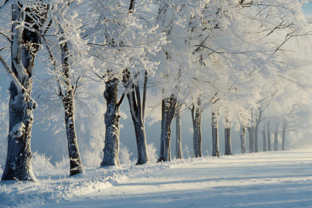 Trees covered with hoarfrost in the winter forest. Winter landscapeの素材