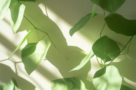 Green leaves with shadow on white wall. Minimal nature concept.の素材