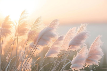 Pampas grass on sunset background with soft focus, Thailand.の素材